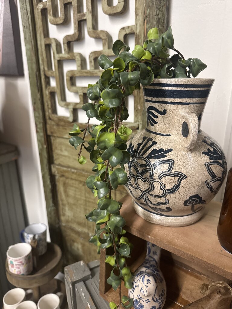 HANGING CURLY FICUS