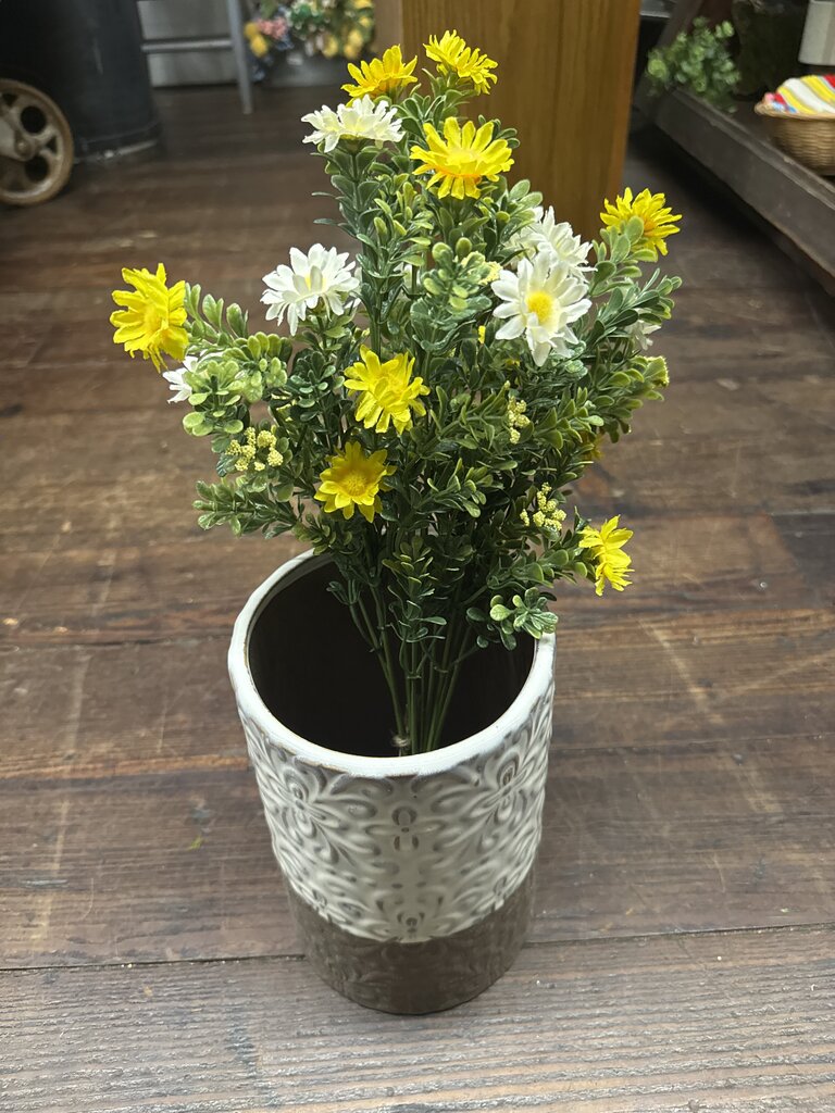 MINI DAISY BUSH
