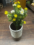 MINI DAISY BUSH