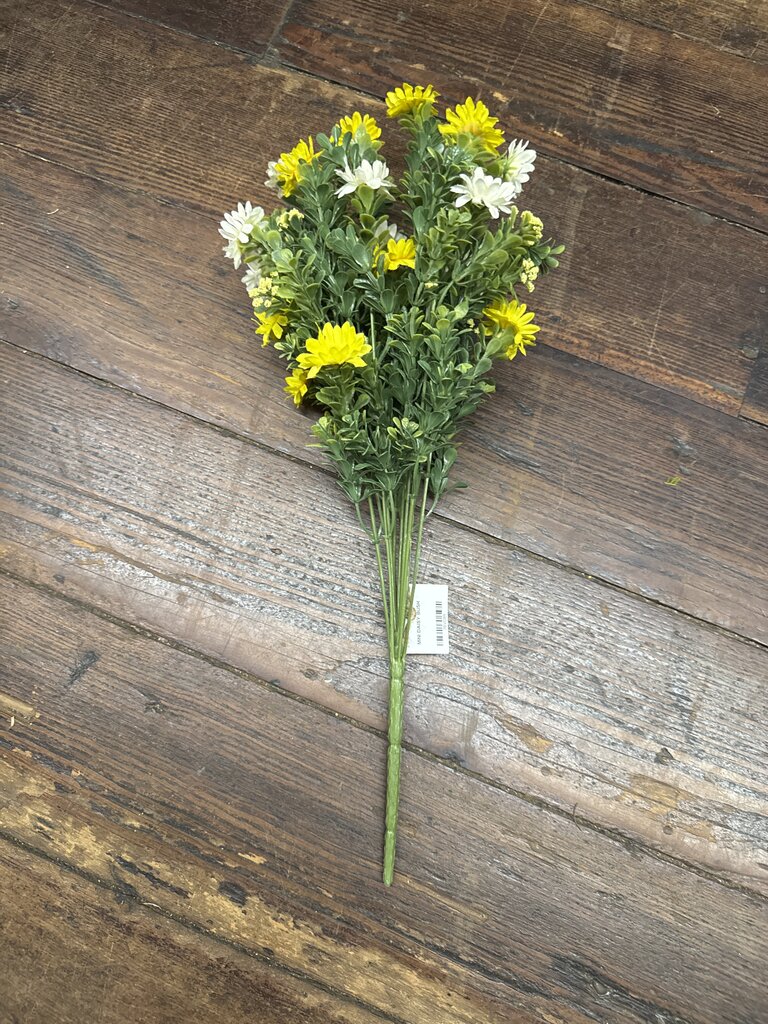 MINI DAISY BUSH