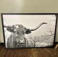 BLK AND WHITE COW