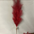 RED POMPAS GRASS