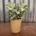 LEAF TES PAPER POT