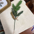 BALD CYPRESS 14 IN