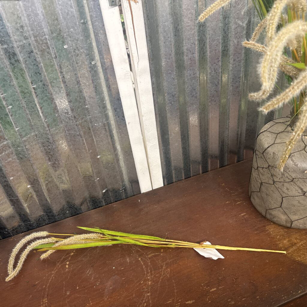 CATTAIL STEM