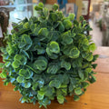 SM BOXWOOD BALL
