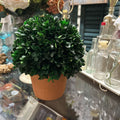 BOXWOOD BALL TOPIARY IN TERRA COTTA POT