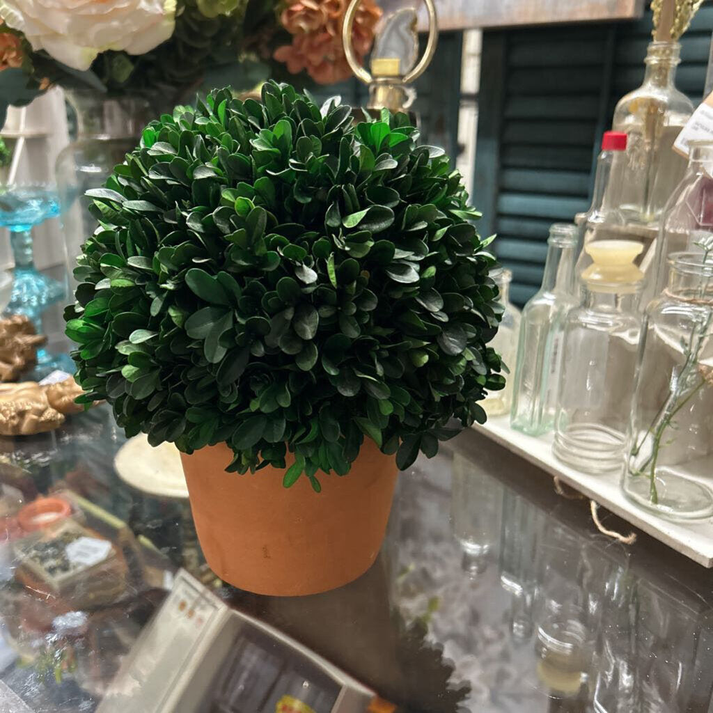 BOXWOOD BALL TOPIARY IN TERRA COTTA POT