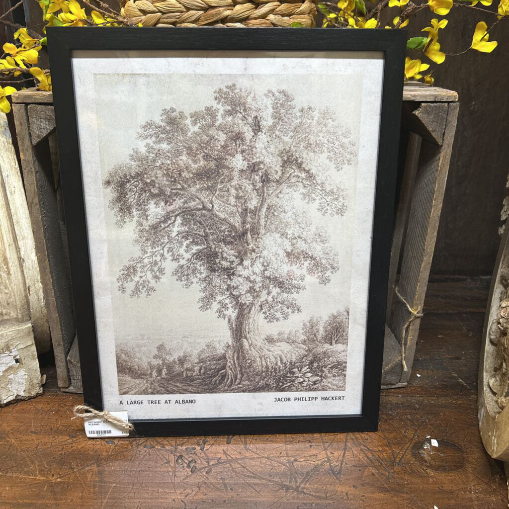 A LARGE TREE AT ALBANO