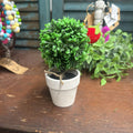 MINI POTTOD BOXWOOD