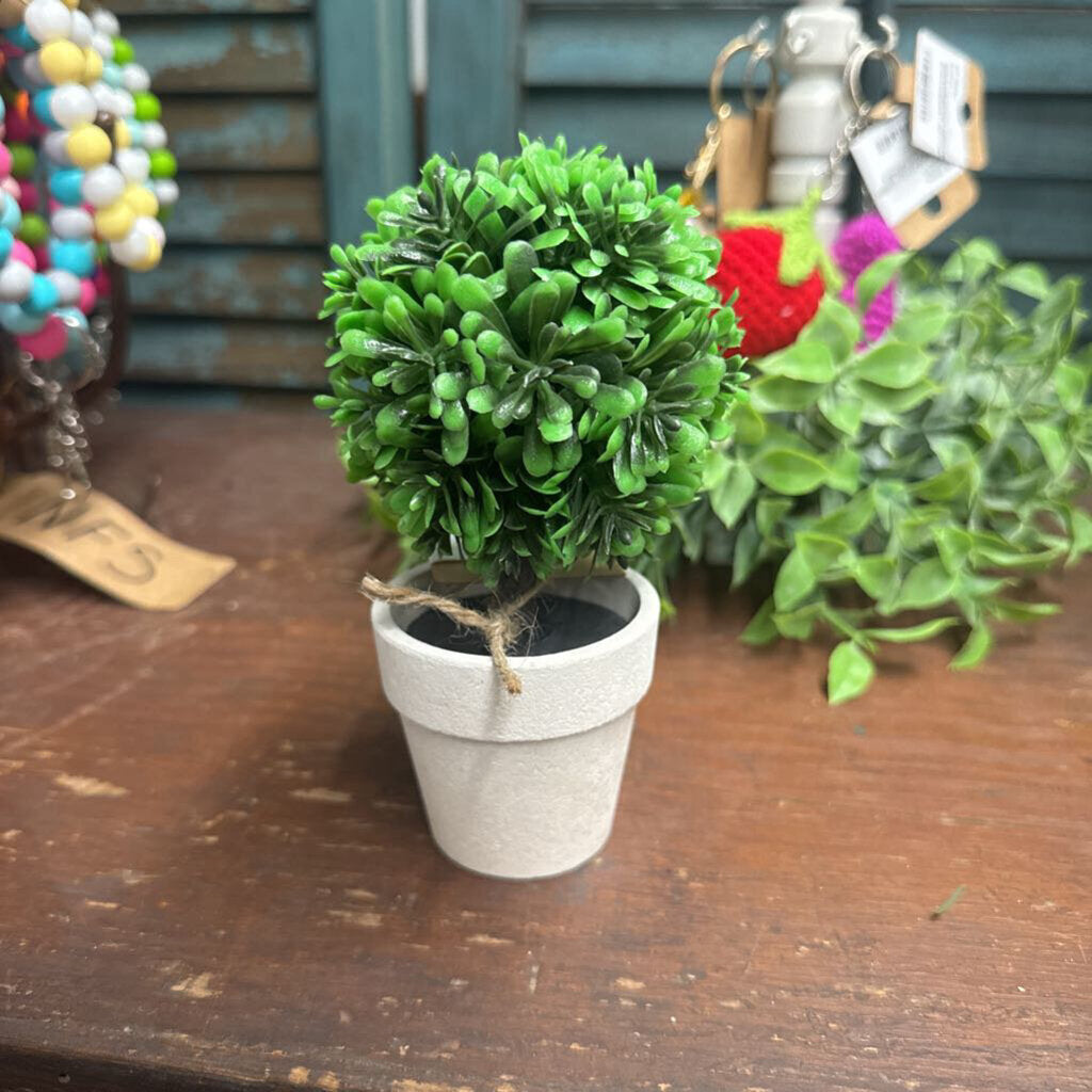 MINI POTTOD BOXWOOD