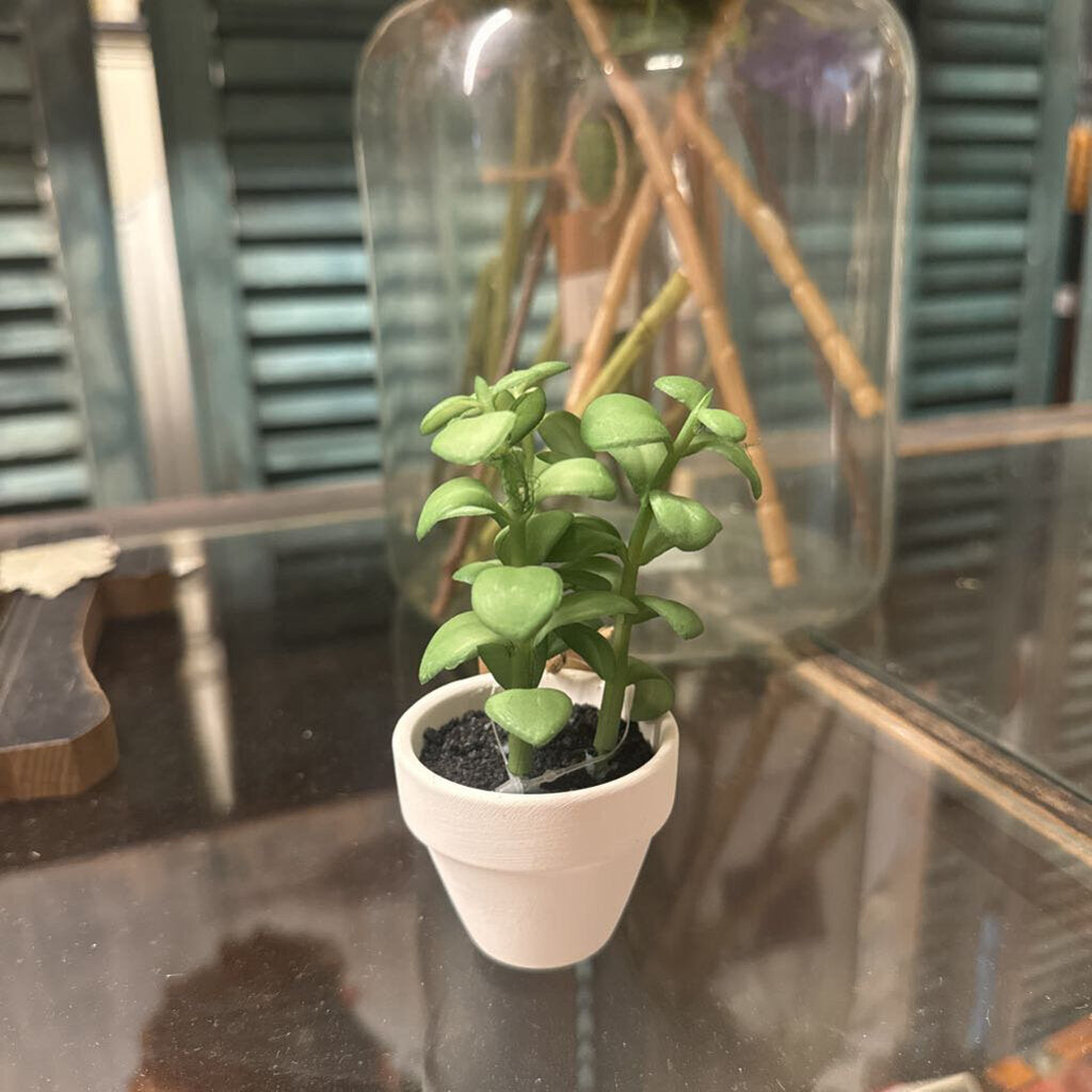 MINI SUCCULENTS IN POT