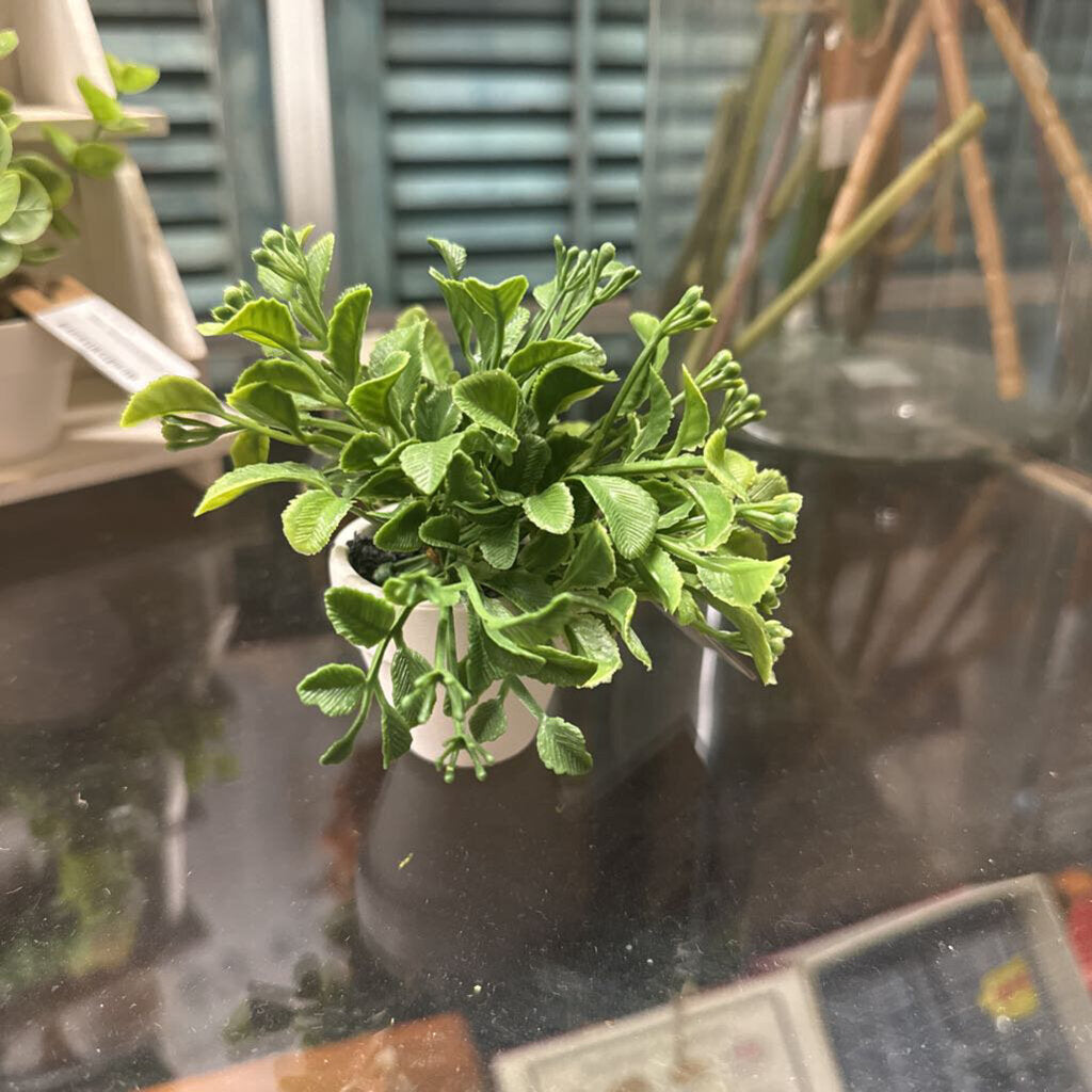 MINI SUCCULENTS IN POT