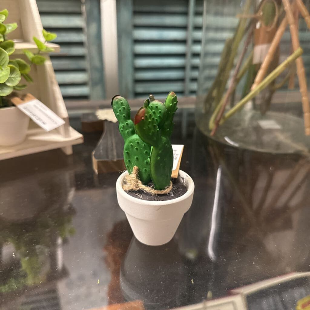 MINI SUCCULENTS IN POT
