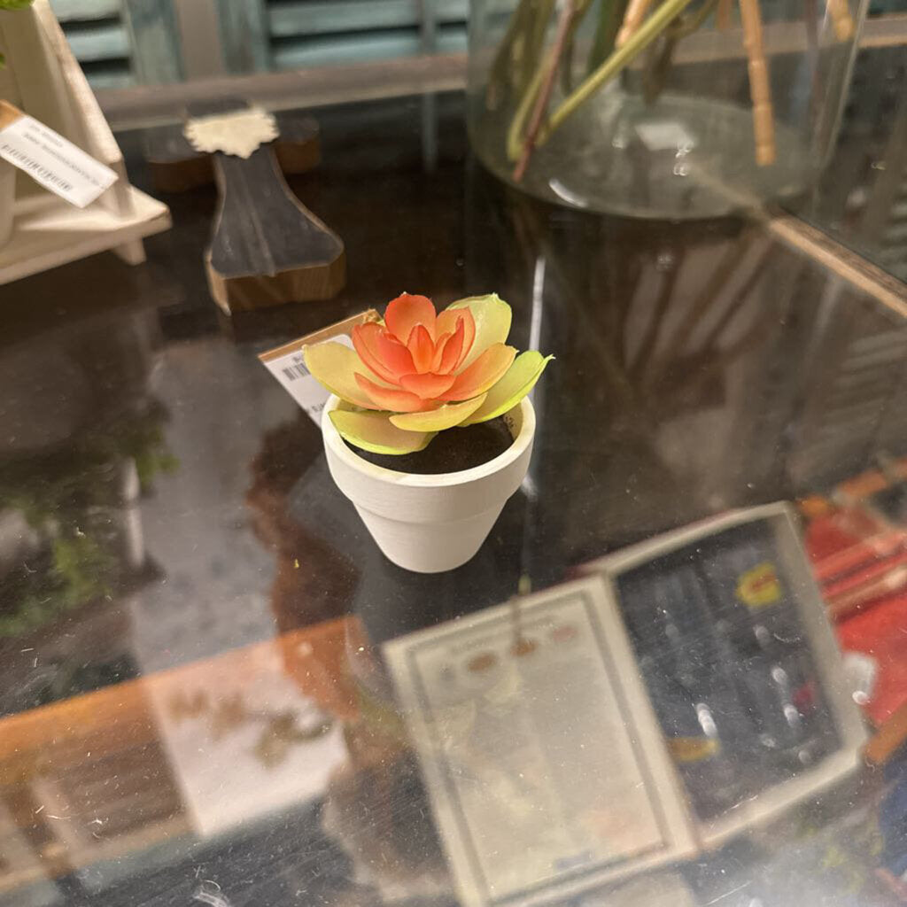 MINI SUCCULENTS IN POT