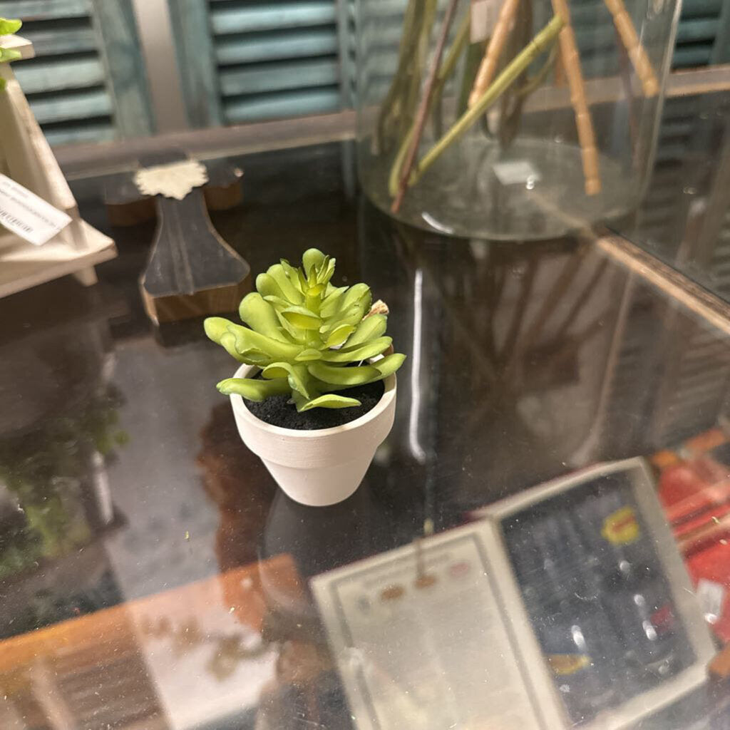 MINI SUCCULENTS IN POT