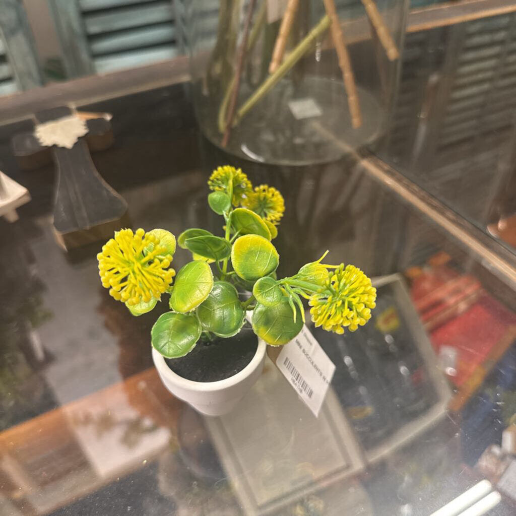 MINI SUCCULENTS IN POT