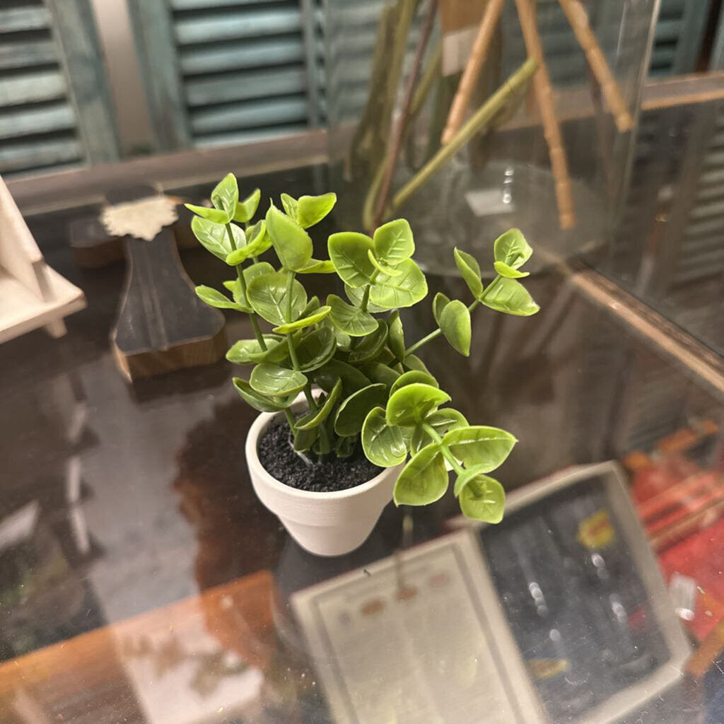 MINI SUCCULENTS IN POT