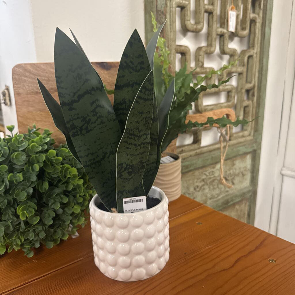 SNAKE PLANT IN WHITE POT