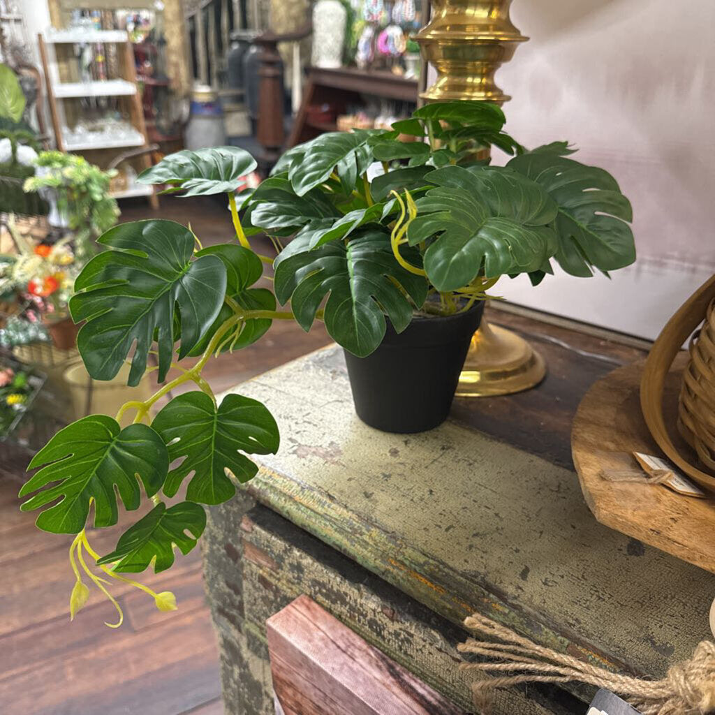 PREMADE POTTED MONSTERA