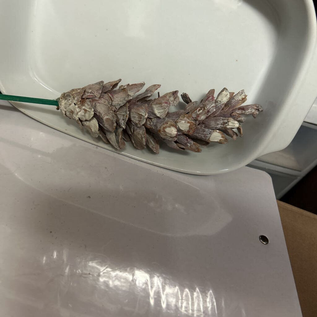 PINE CONE STEM