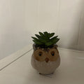OWL POTTED SUCCULENT