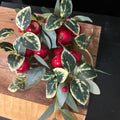 CRABAPPLE BERRY/VARIEGATED LEAF RING