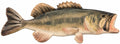 GREEN/TAN BASS METAL
