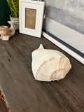 LARGE SHELL DECOR
