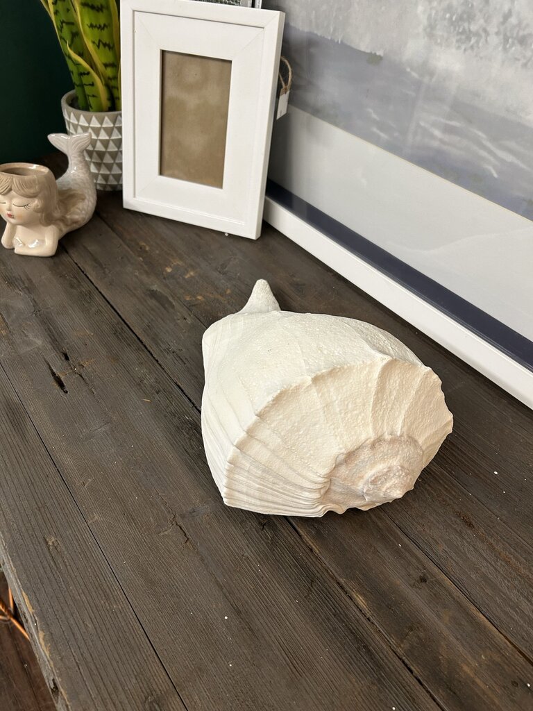 LARGE SHELL DECOR