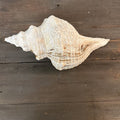 MEDIUM HORSE CONCH SHELL