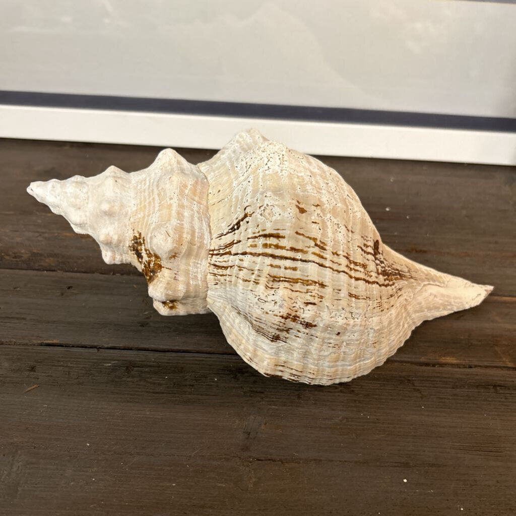 MEDIUM HORSE CONCH SHELL