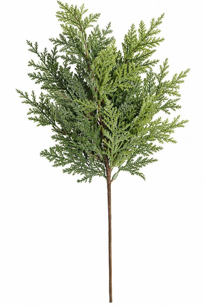 CEDAR SPRAY 23"