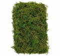 MOSS 3.5OZ