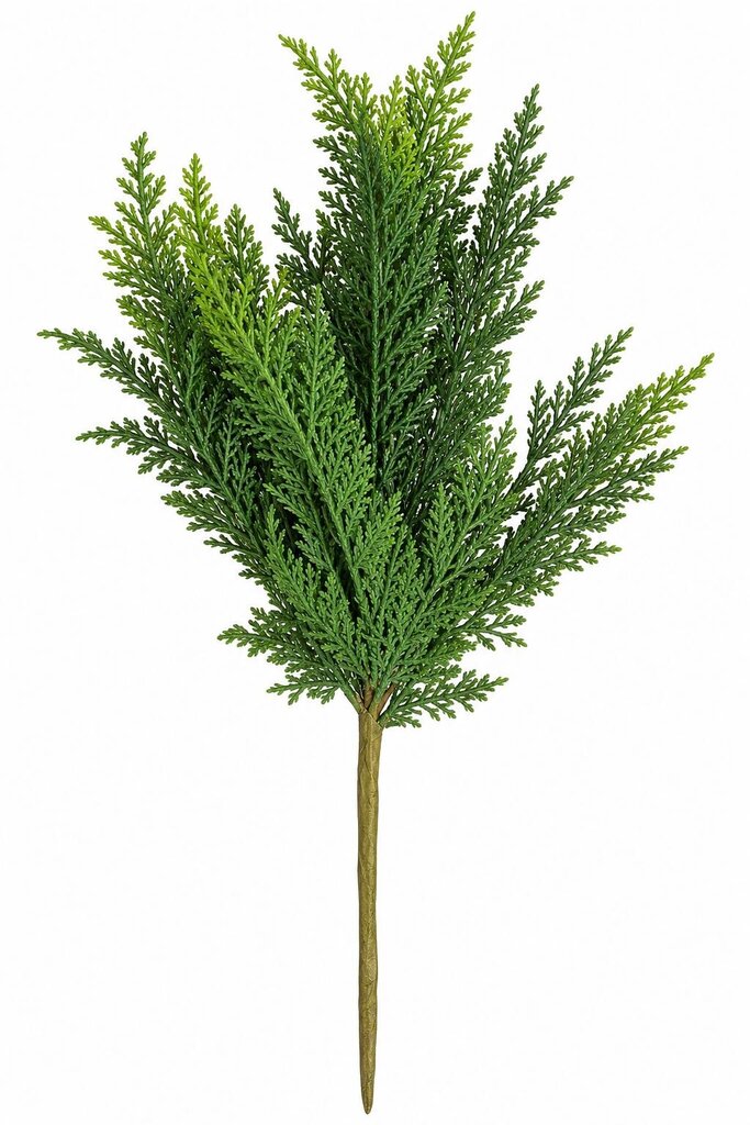 CEDAR BUSH 19"