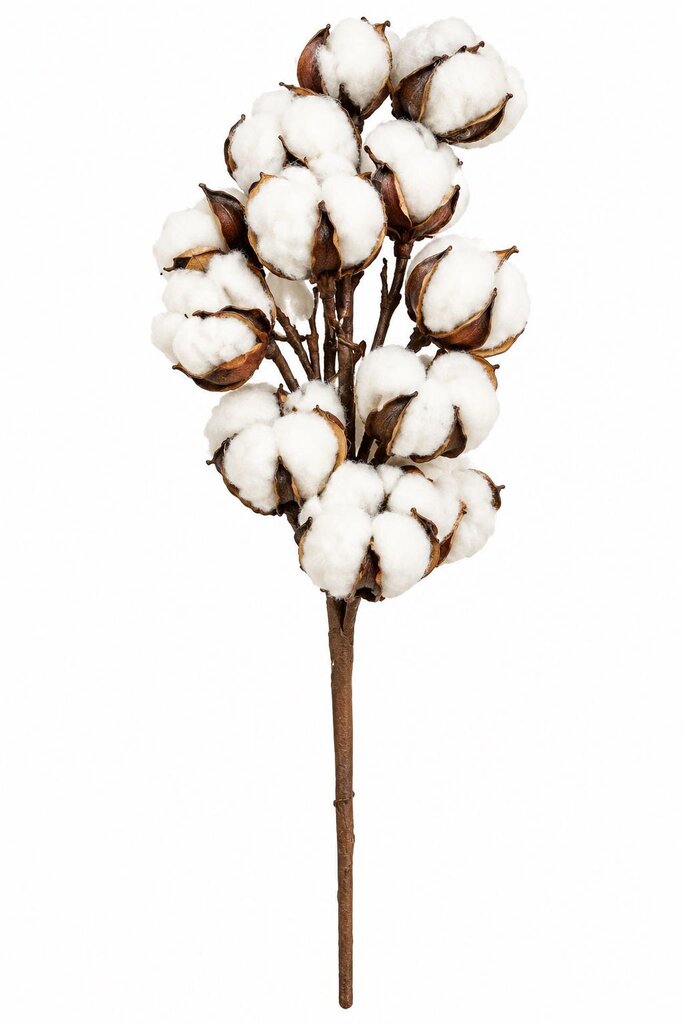 COTTON STEM 30"
