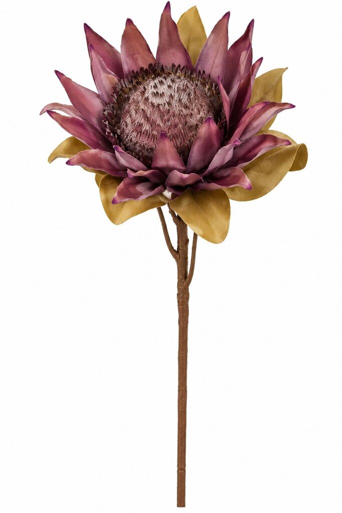 MAUVE PROTEA FLORAL STEM 27"