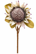 CREAM KING PROTEA STEM 27"