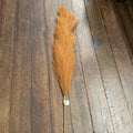 POMPAS GRASS RUST
