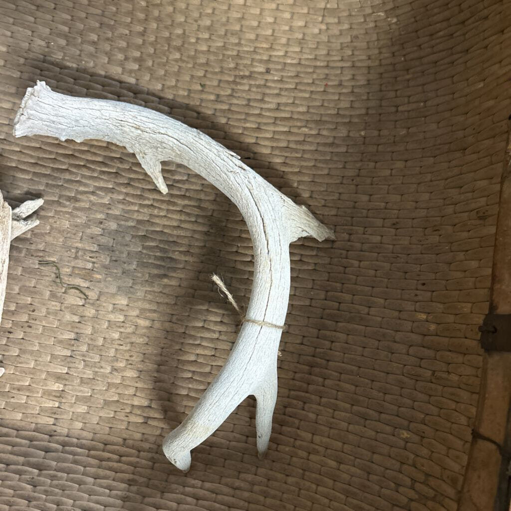 SINGLE DEER ANTLER