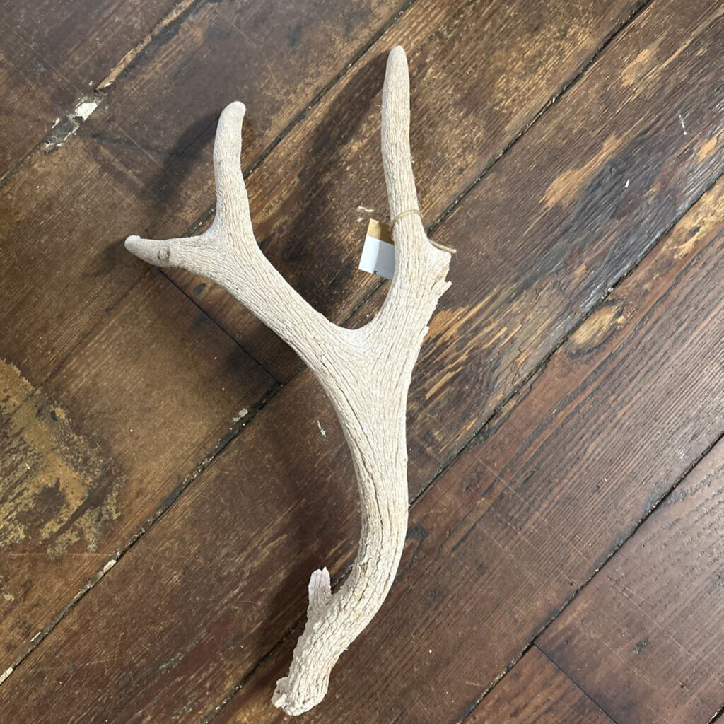 SINGLE DEER ANTLER
