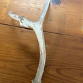 SINGLE DEER ANTLER SM