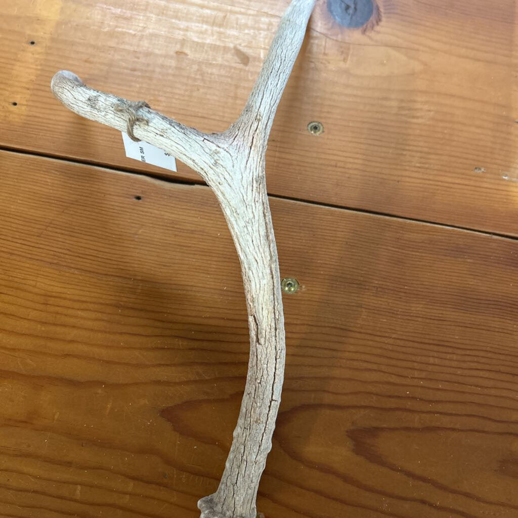 SINGLE DEER ANTLER SM
